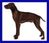 Click here for more detailed Vizsla breed information and available puppies, studs dogs, clubs and forums